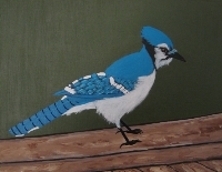 Blue Jay On A Rail